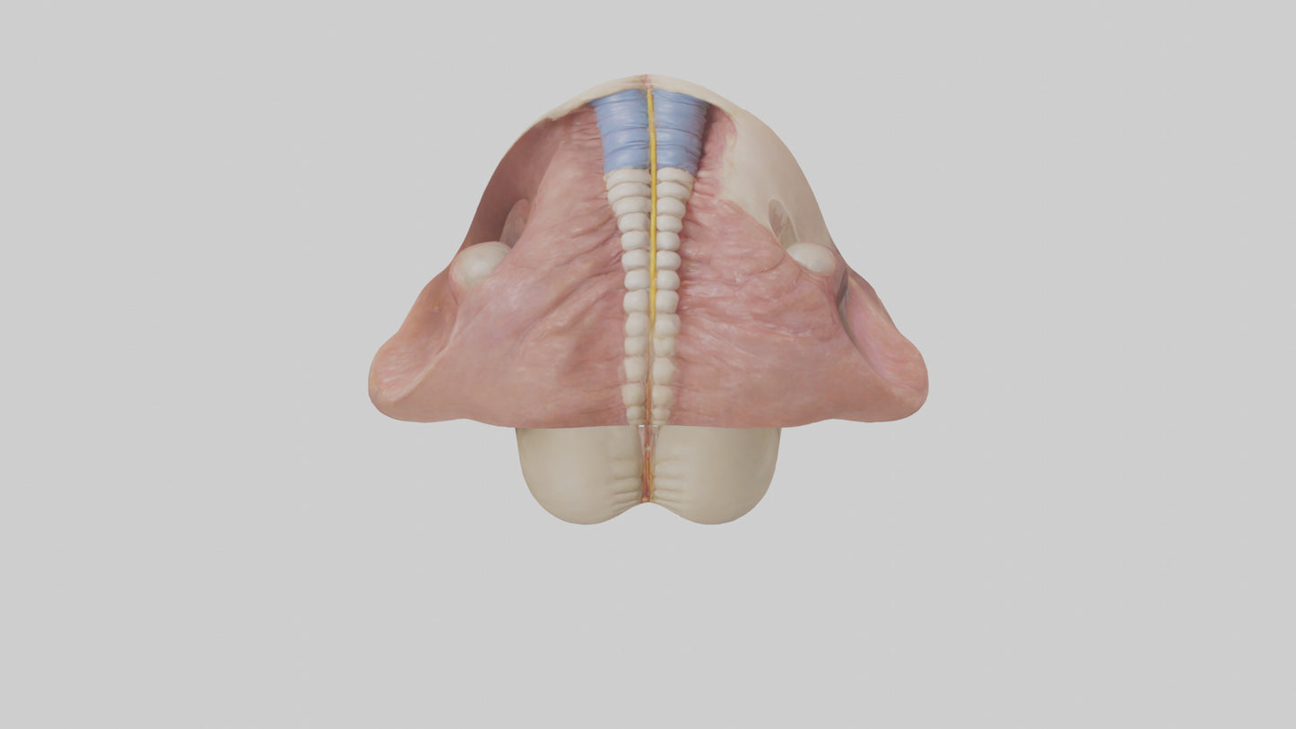3D model Human Epiglottis Model 2 VR / AR / low-poly