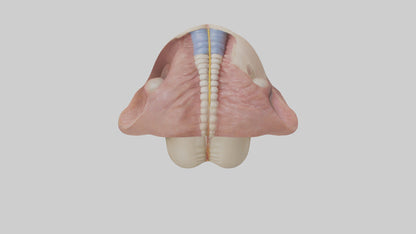 3D model Human Epiglottis Model 2 VR / AR / low-poly