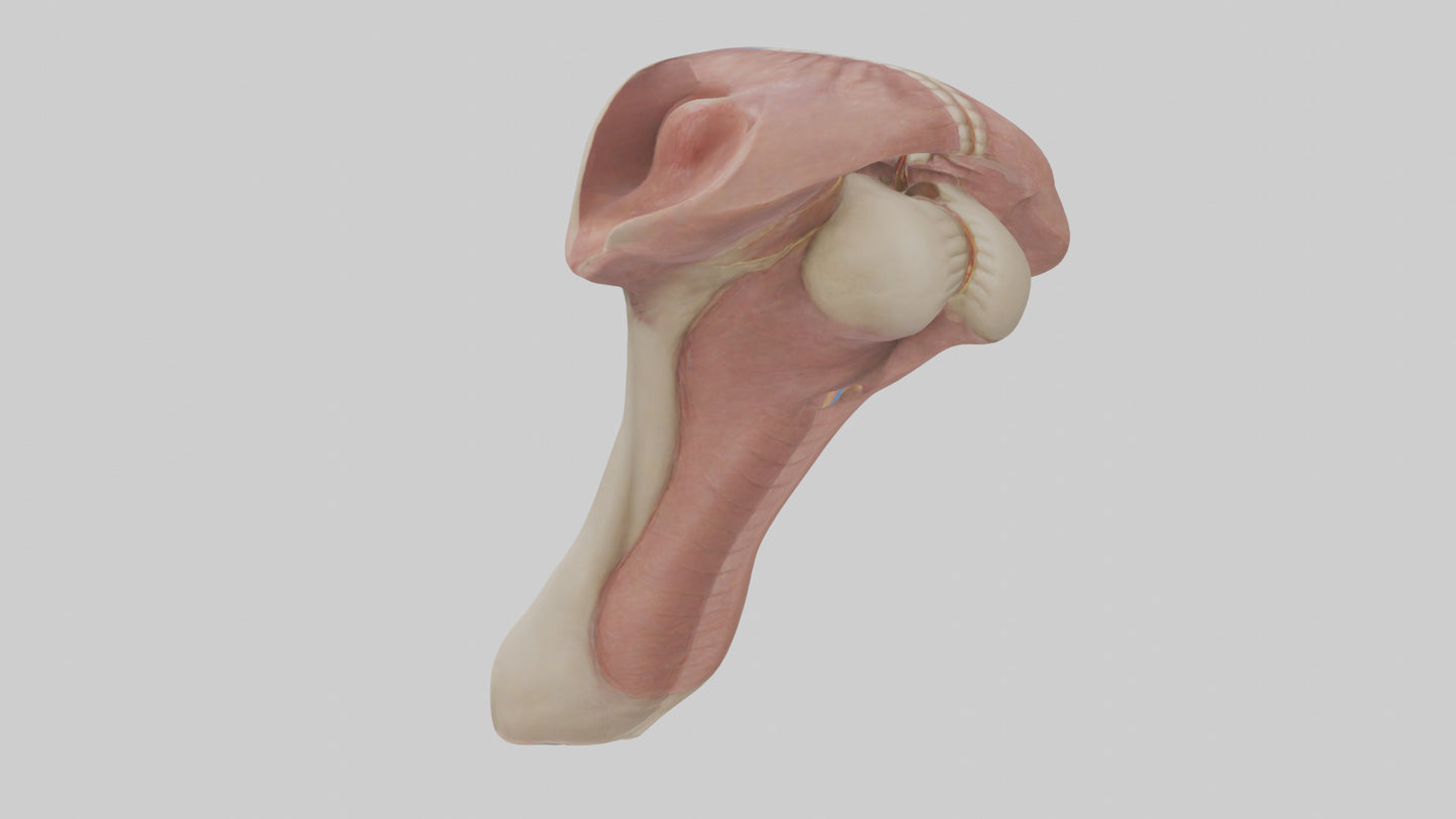 3D model Human Epiglottis Model 2 VR / AR / low-poly
