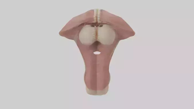 3D model Human Epiglottis Model 2 VR / AR / low-poly