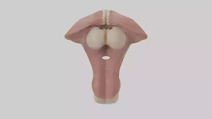 3D model Human Epiglottis Model 2 VR / AR / low-poly