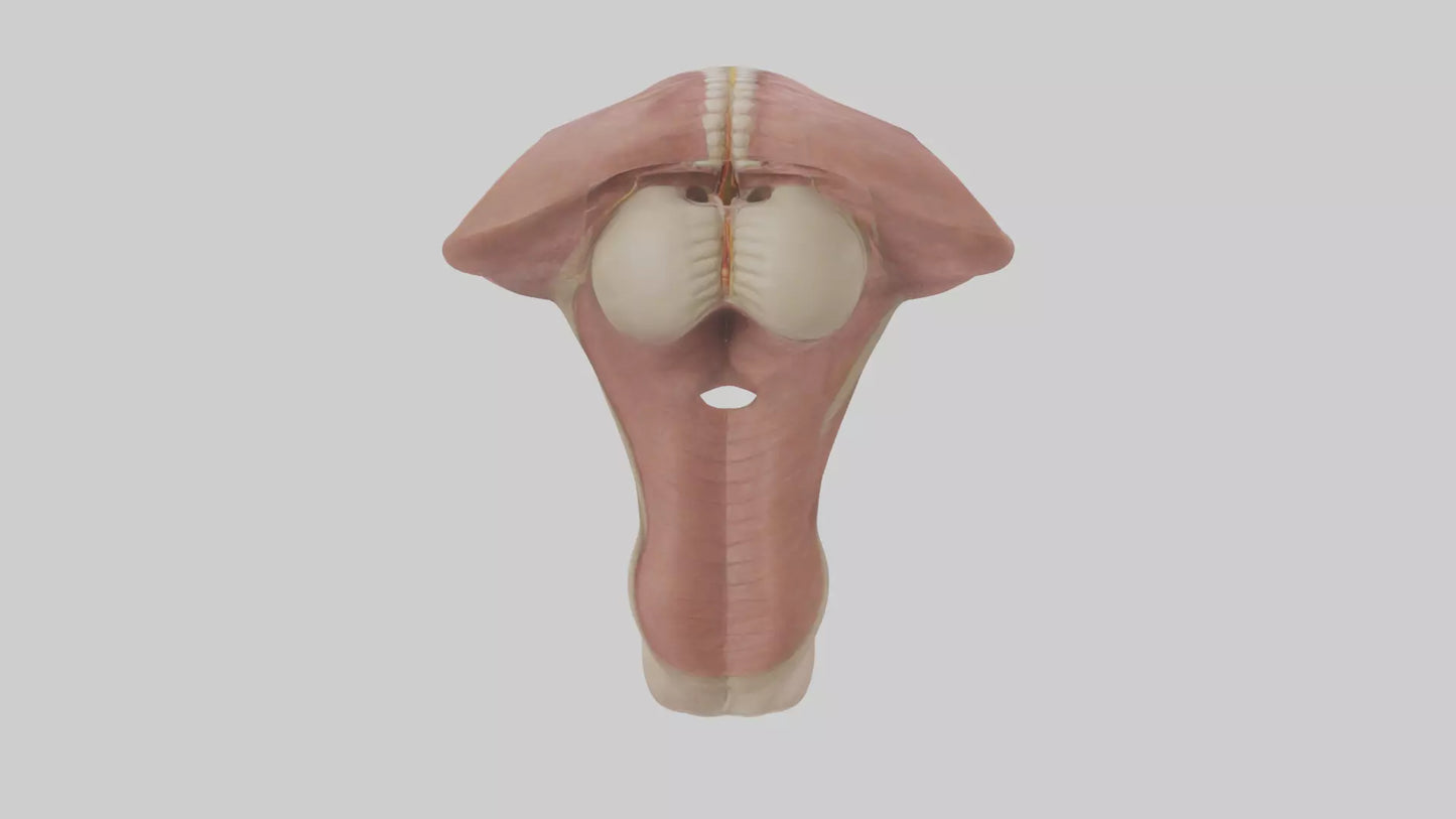 3D model Human Epiglottis Model 2 VR / AR / low-poly