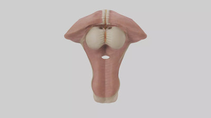 3D model Human Epiglottis Model 2 VR / AR / low-poly