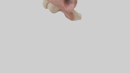 3D model Human Epiglottis Model 2 VR / AR / low-poly