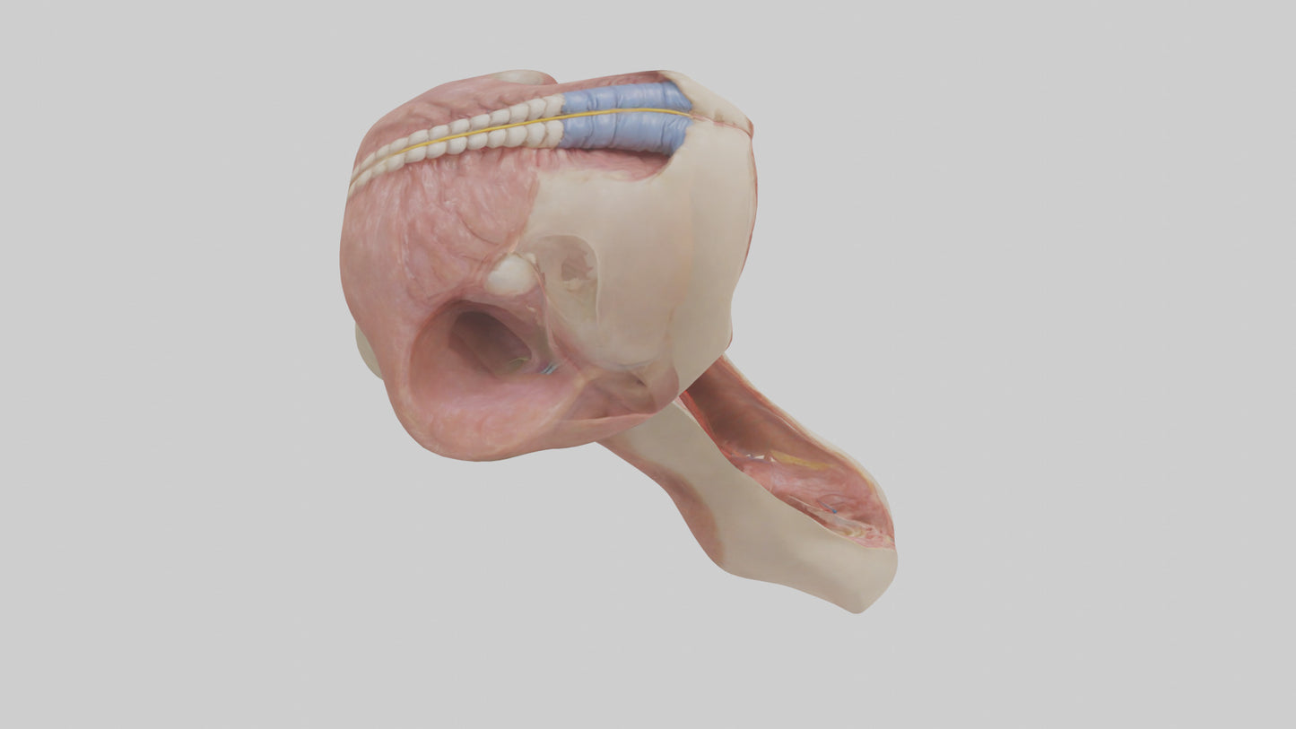 3D model Human Epiglottis Model 2 VR / AR / low-poly