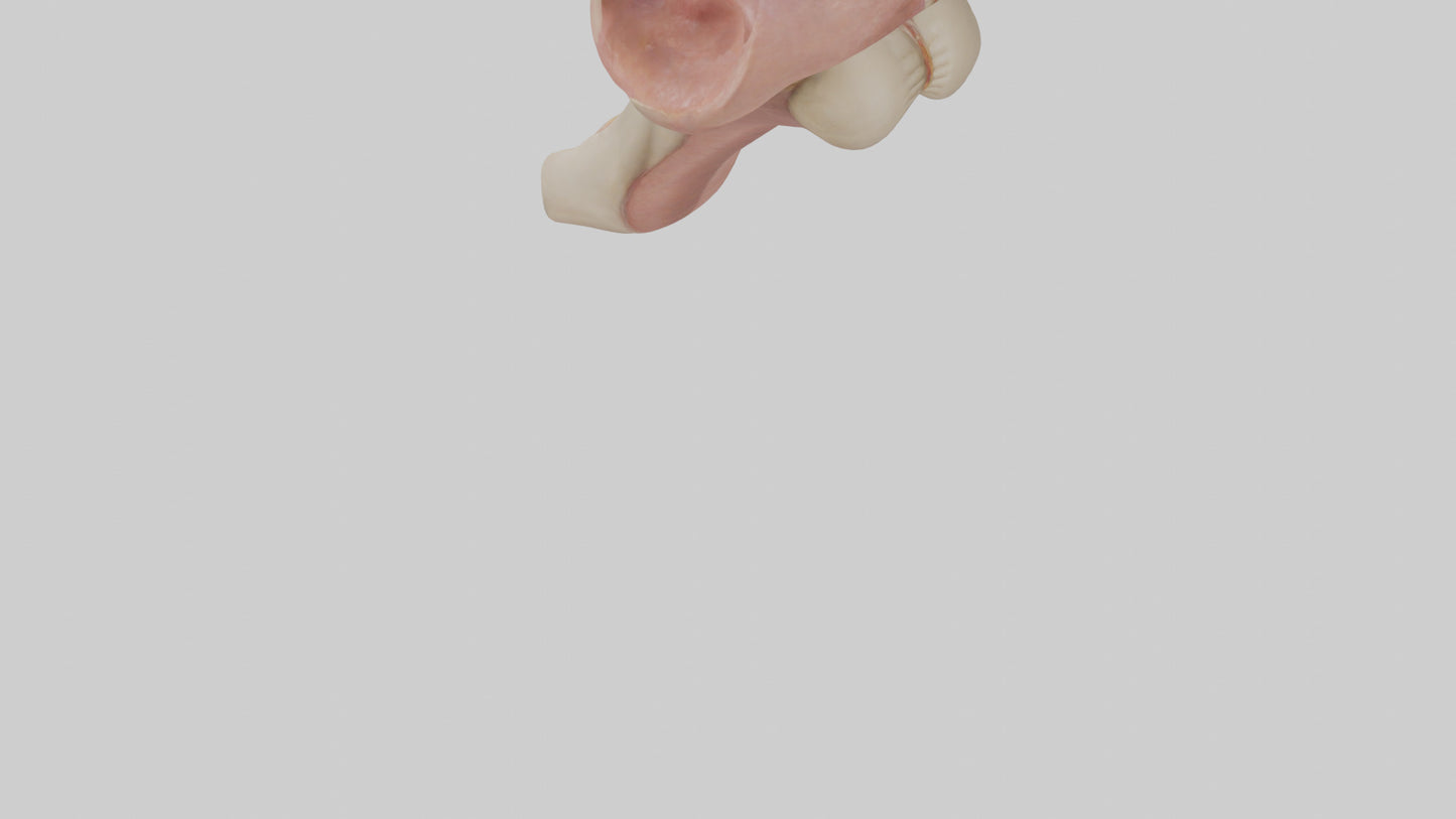 3D model Human Epiglottis Model 2 VR / AR / low-poly