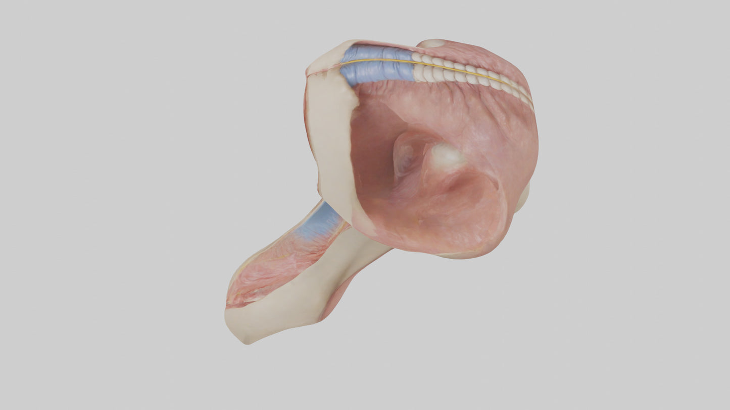 3D model Human Epiglottis Model 2 VR / AR / low-poly