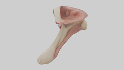 3D model Human Epiglottis Model 2 VR / AR / low-poly