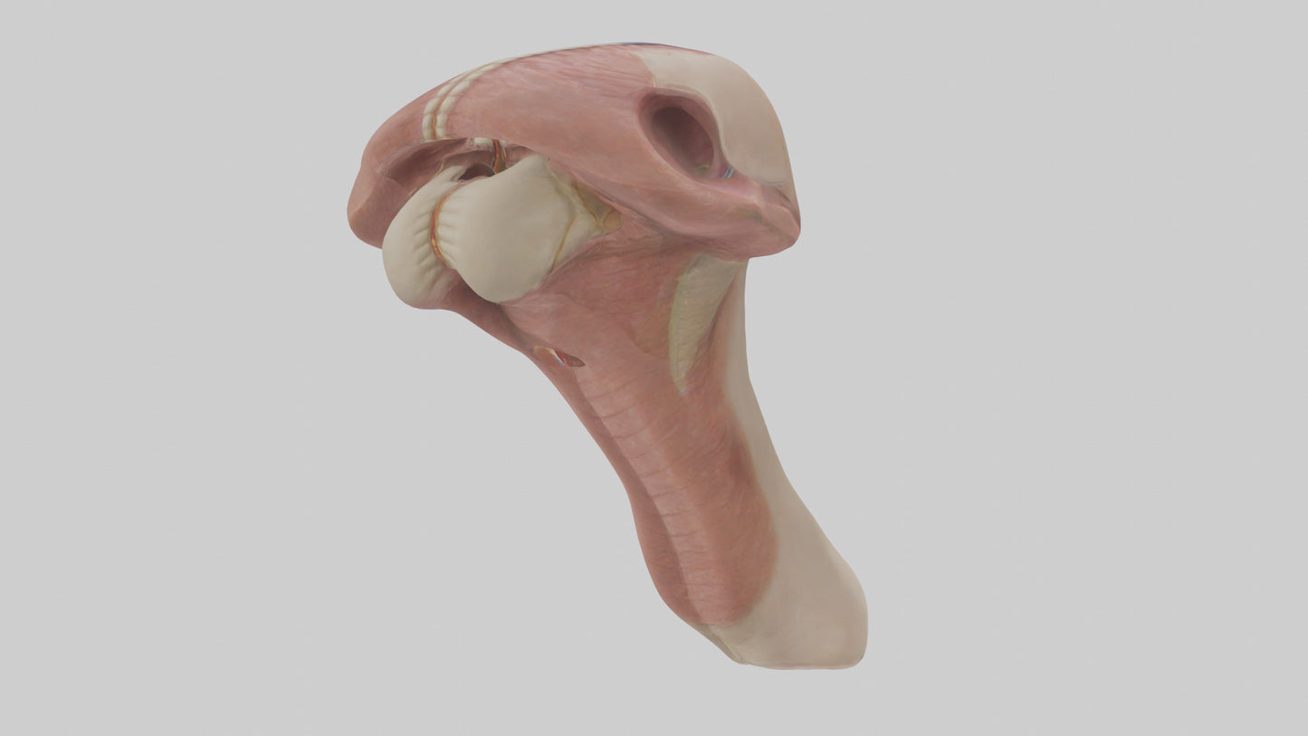 3D model Human Epiglottis Model 2 VR / AR / low-poly