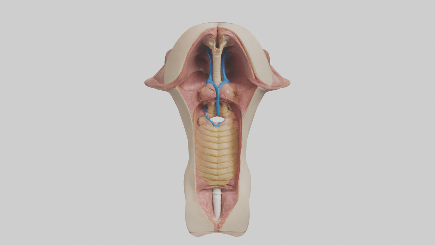 3D model Human Epiglottis Model 2 VR / AR / low-poly