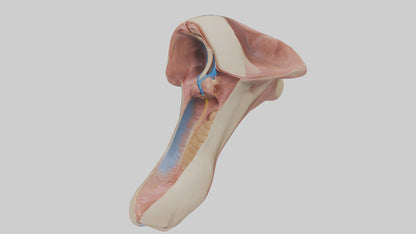 3D model Human Epiglottis Model 2 VR / AR / low-poly