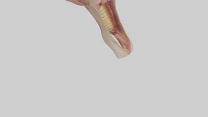 3D model Human Epiglottis Model 2 VR / AR / low-poly