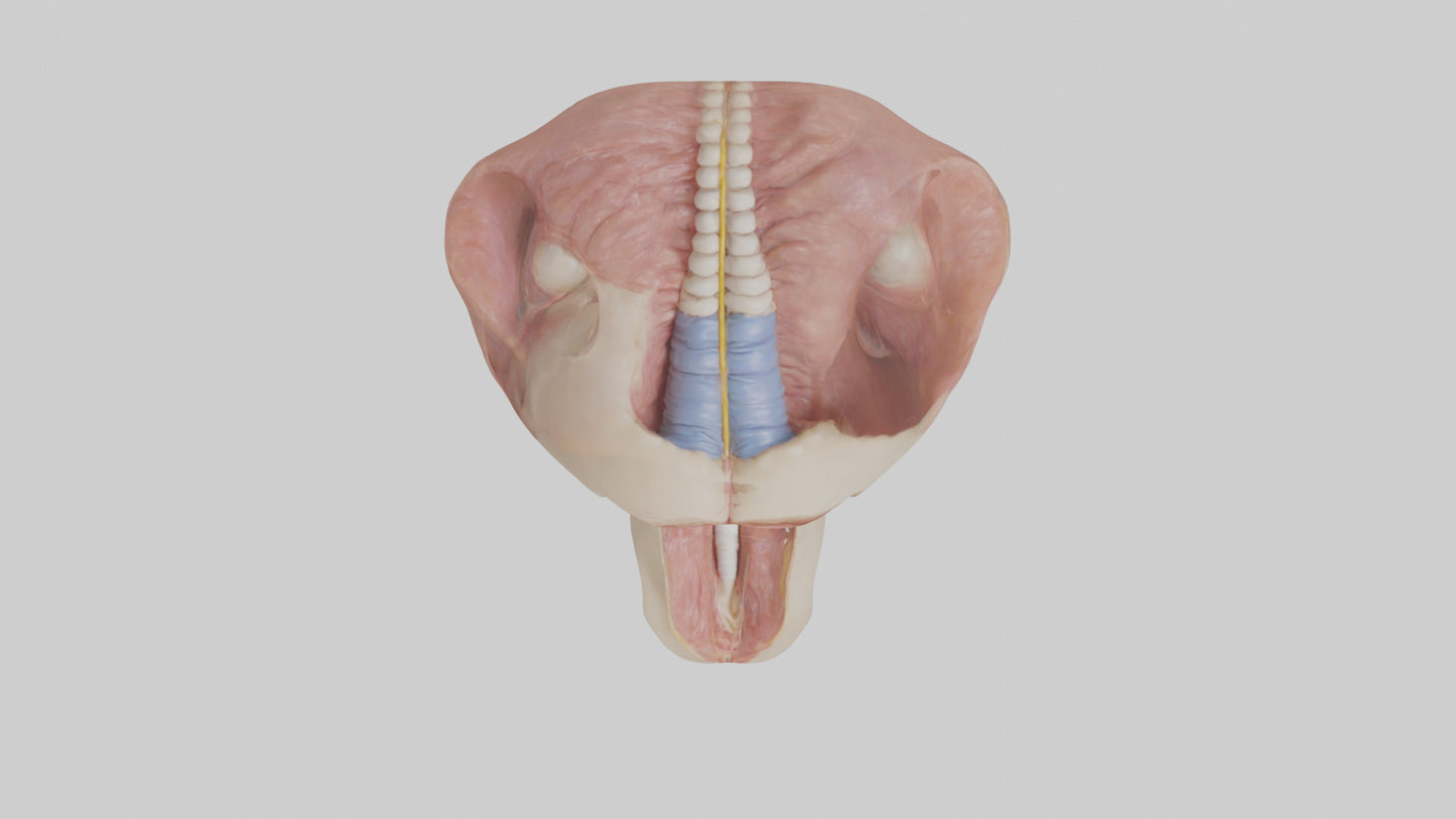 3D model Human Epiglottis Model 2 VR / AR / low-poly