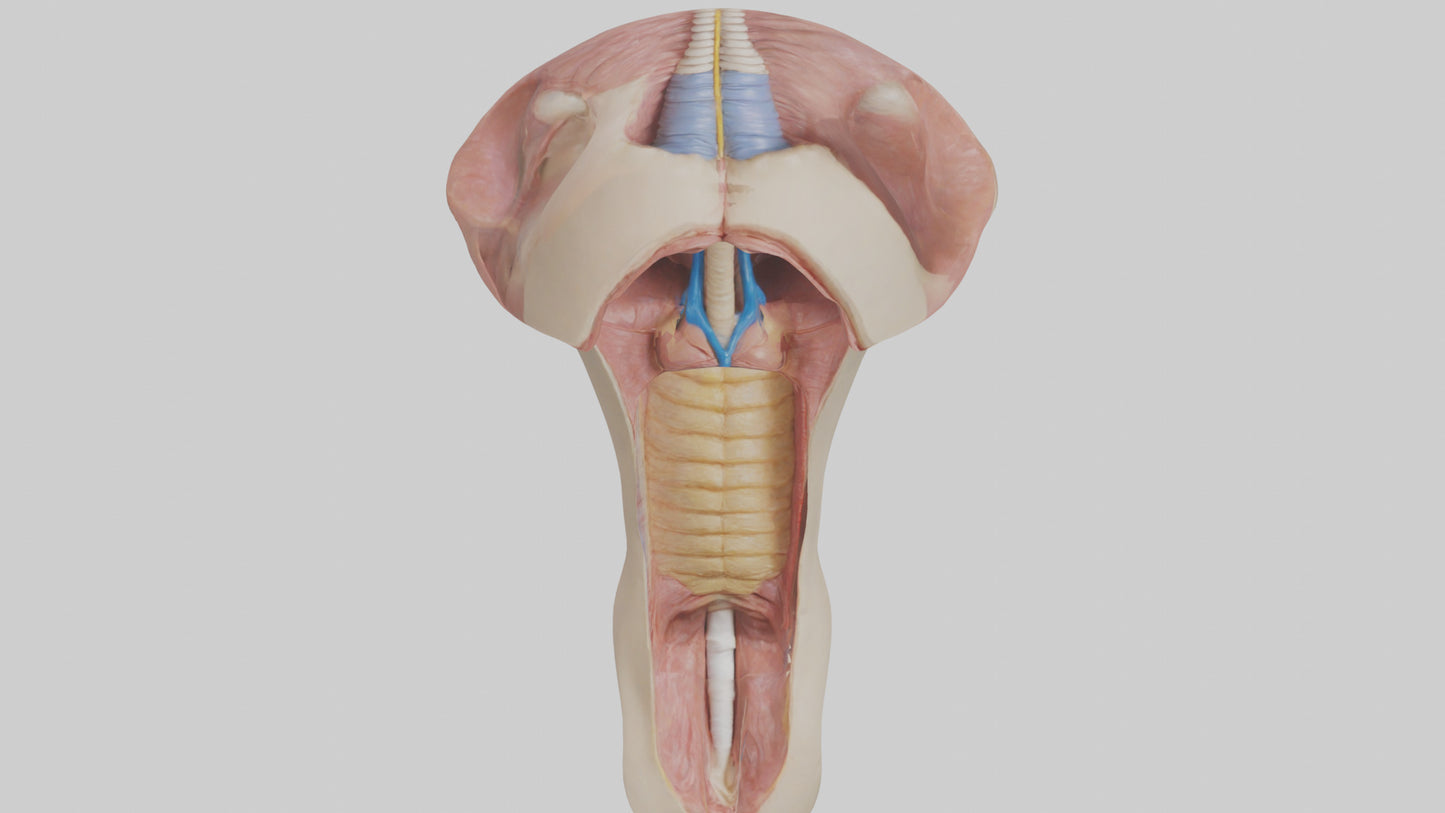 3D model Human Epiglottis Model 2 VR / AR / low-poly