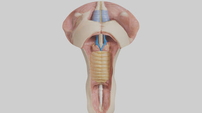 3D model Human Epiglottis Model 2 VR / AR / low-poly