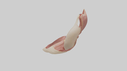 3D model Human Epiglottis Model VR / AR / low-poly