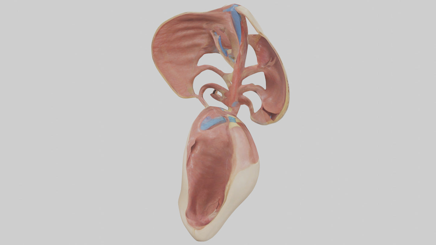 3D model Human Epiglottis Model VR / AR / low-poly