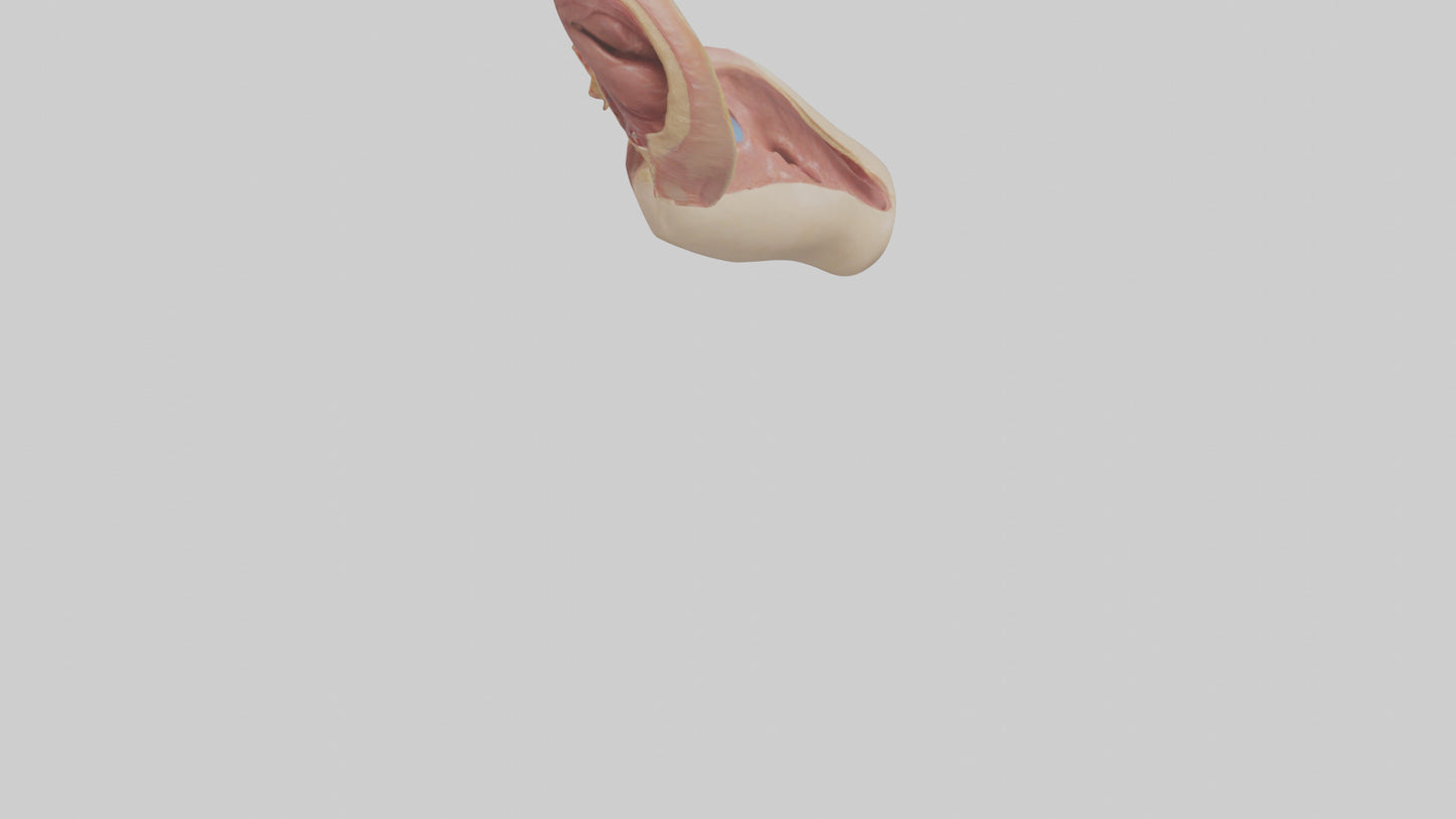 3D model Human Epiglottis Model VR / AR / low-poly