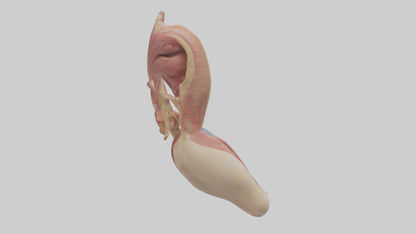 3D model Human Epiglottis Model VR / AR / low-poly
