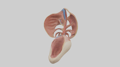 3D model Human Epiglottis Model VR / AR / low-poly