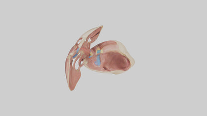 3D model Human Epiglottis Model VR / AR / low-poly