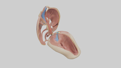 3D model Human Epiglottis Model VR / AR / low-poly