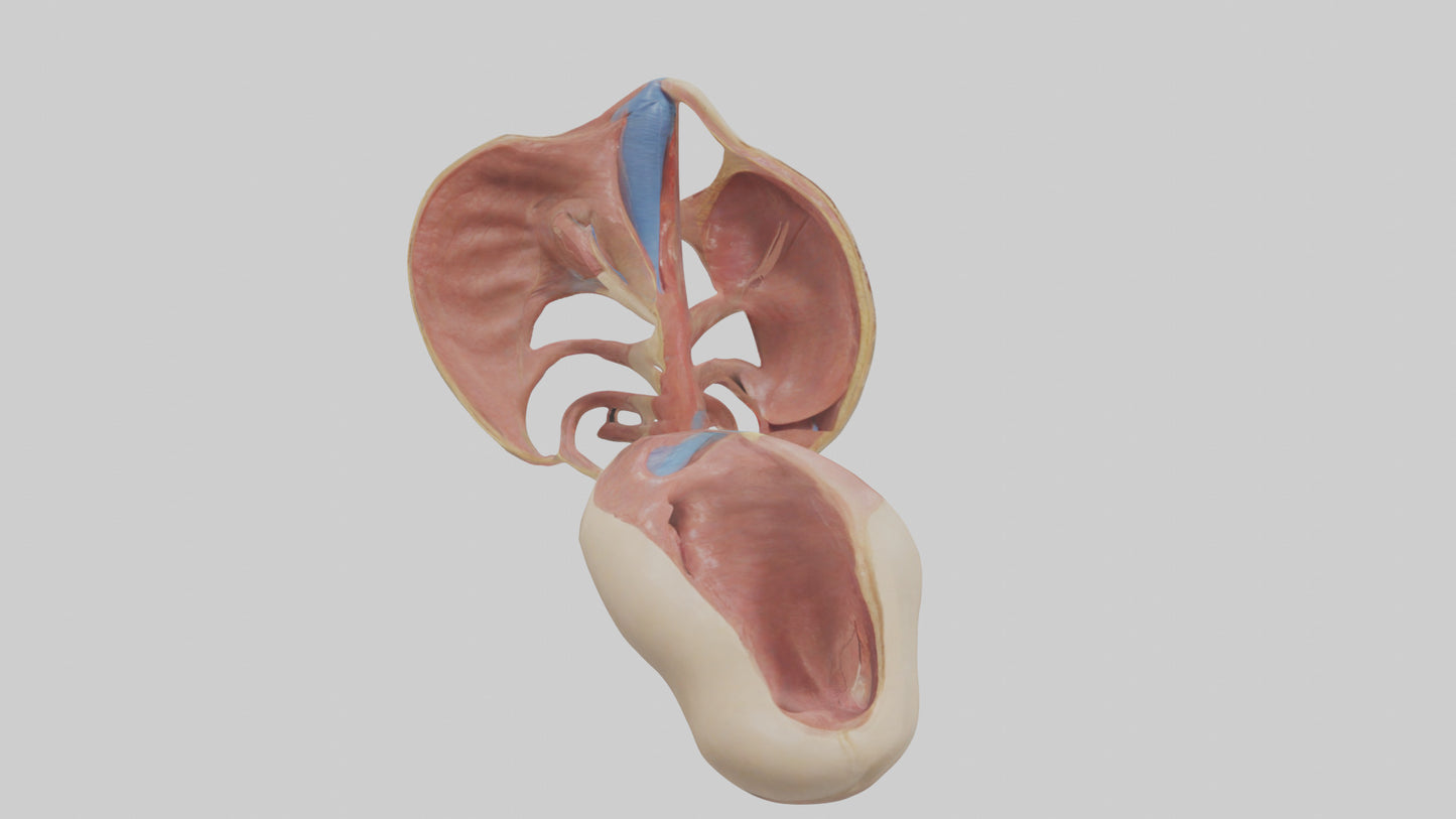 3D model Human Epiglottis Model VR / AR / low-poly
