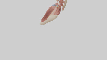 3D model Human Epiglottis Model VR / AR / low-poly