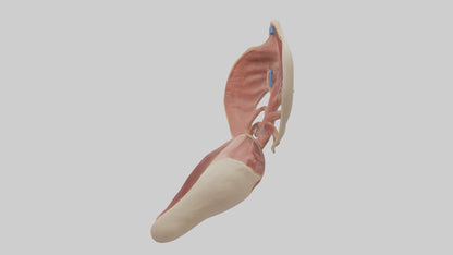3D model Human Epiglottis Model VR / AR / low-poly