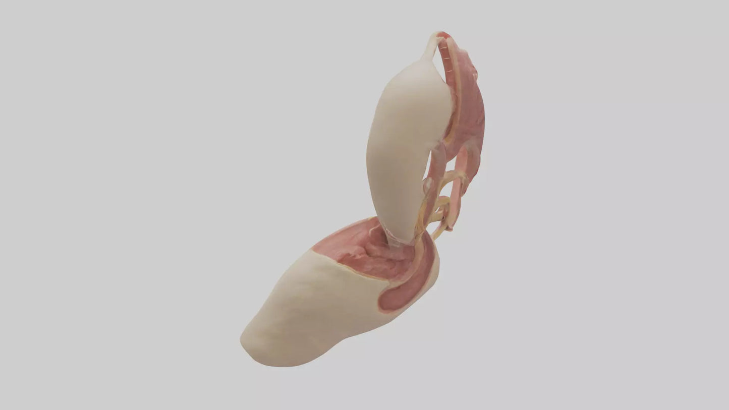 3D model Human Epiglottis Model VR / AR / low-poly