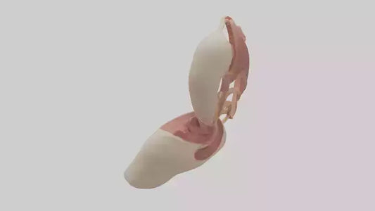 3D model Human Epiglottis Model VR / AR / low-poly