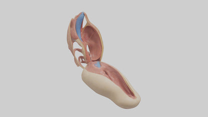 3D model Human Epiglottis Model VR / AR / low-poly