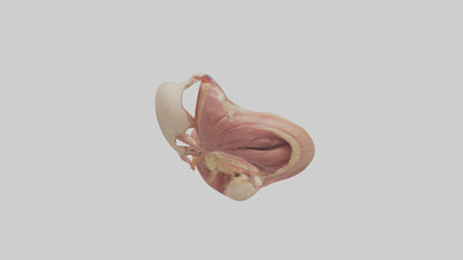 3D model Human Epiglottis Model VR / AR / low-poly