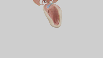 3D model Human Epiglottis Model VR / AR / low-poly