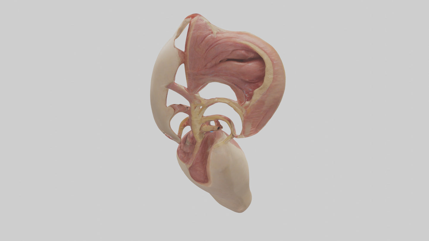 3D model Human Epiglottis Model VR / AR / low-poly