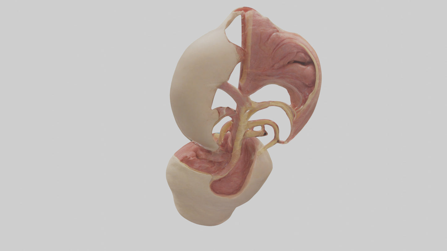 3D model Human Epiglottis Model VR / AR / low-poly