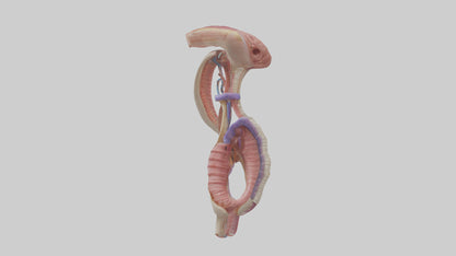 3D model Human Esophageal Structure Model VR / AR / low-poly