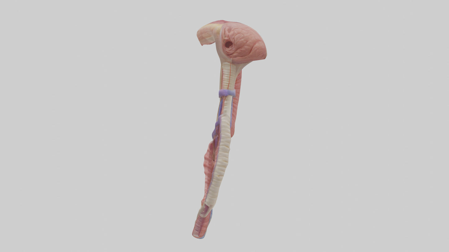 3D model Human Esophageal Structure Model VR / AR / low-poly