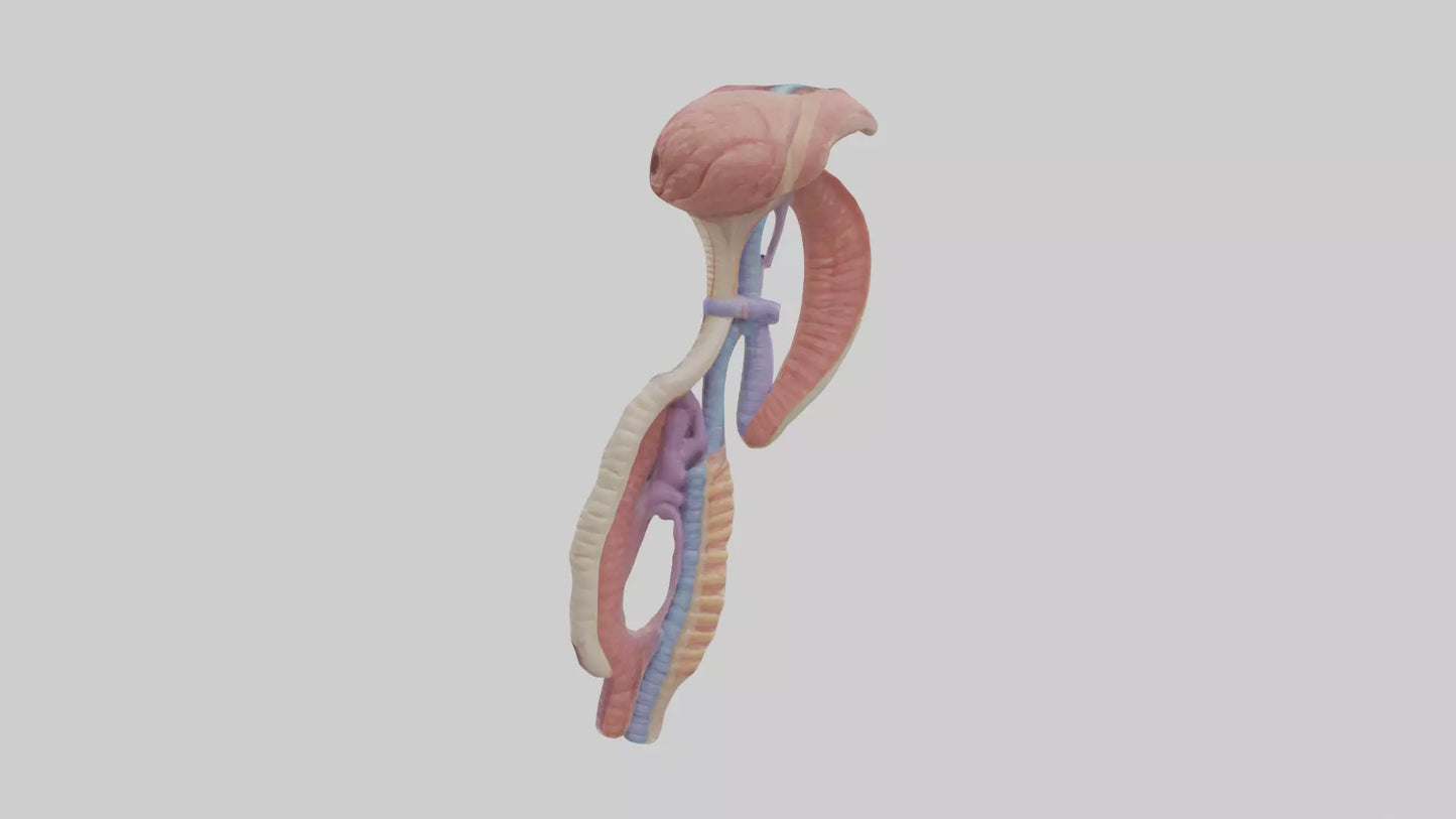 3D model Human Esophageal Structure Model VR / AR / low-poly