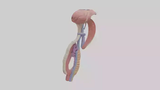 3D model Human Esophageal Structure Model VR / AR / low-poly