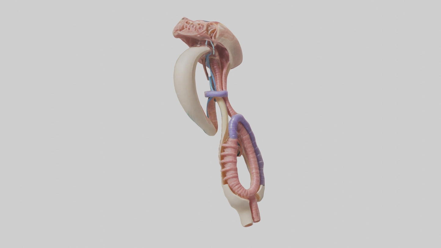3D model Human Esophageal Structure Model VR / AR / low-poly