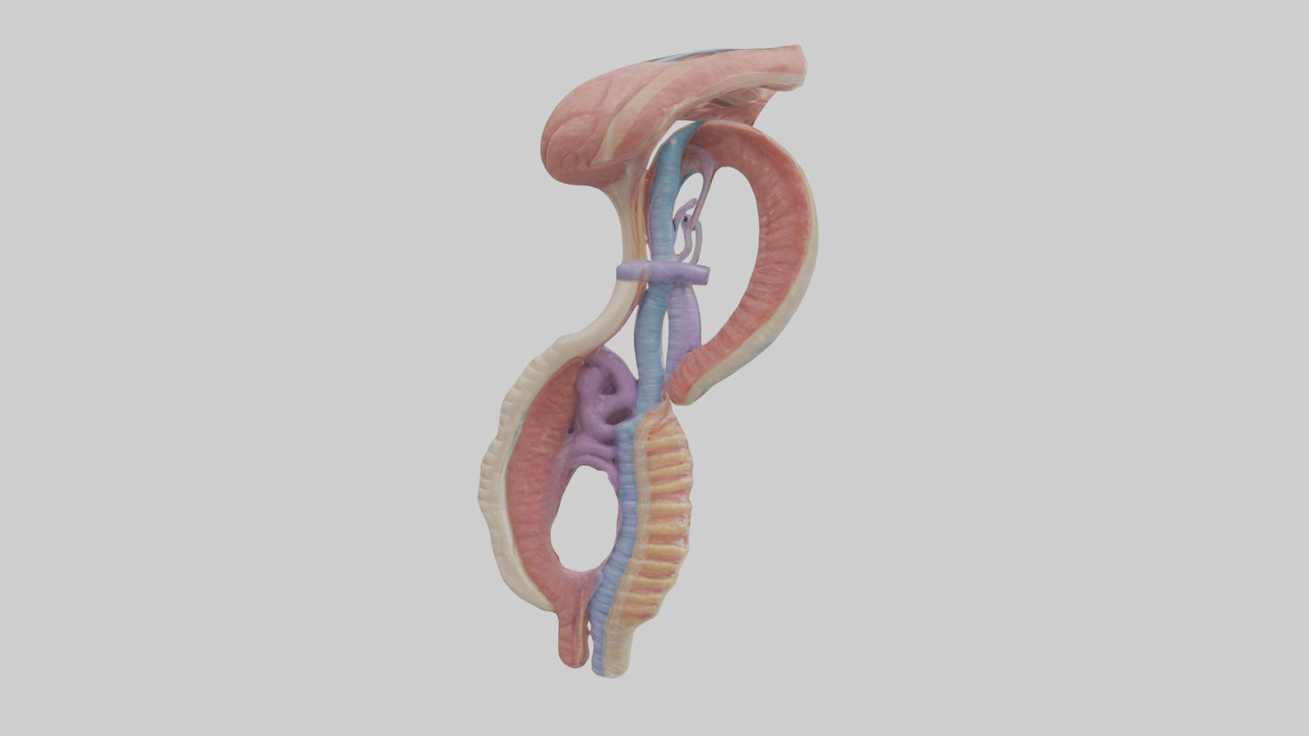 3D model Human Esophageal Structure Model VR / AR / low-poly