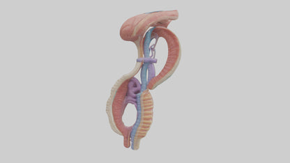 3D model Human Esophageal Structure Model VR / AR / low-poly