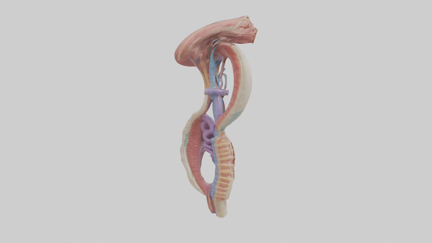 3D model Human Esophageal Structure Model VR / AR / low-poly