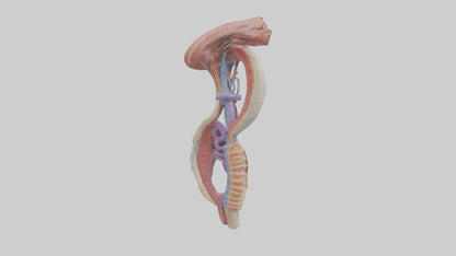 3D model Human Esophageal Structure Model VR / AR / low-poly