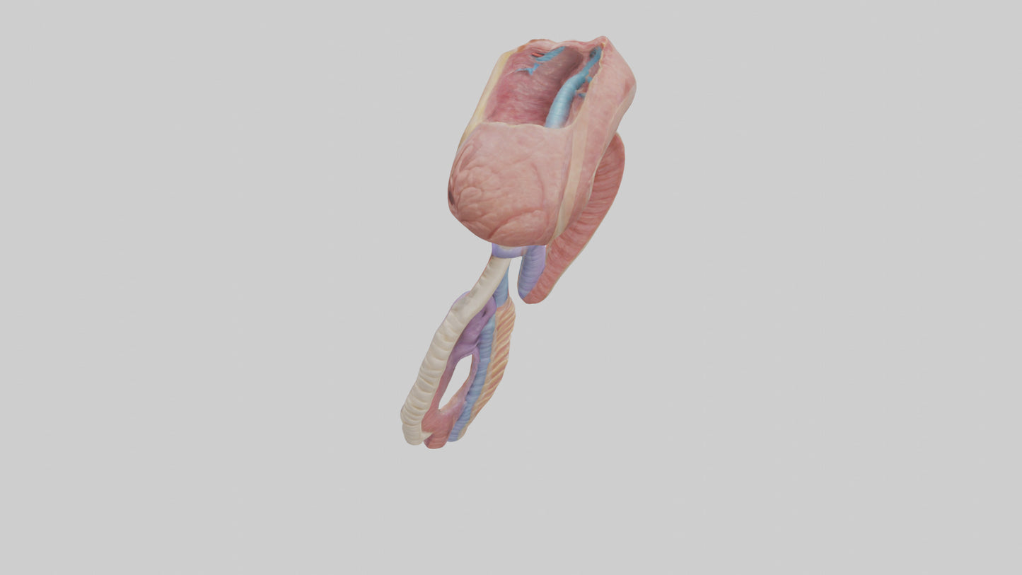 3D model Human Esophageal Structure Model VR / AR / low-poly