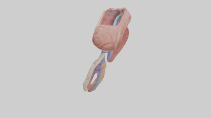3D model Human Esophageal Structure Model VR / AR / low-poly