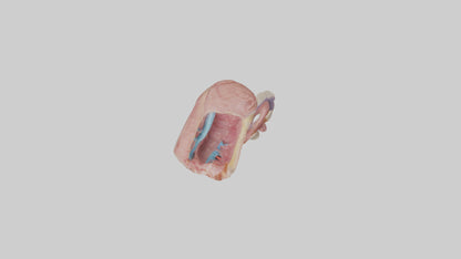 3D model Human Esophageal Structure Model VR / AR / low-poly