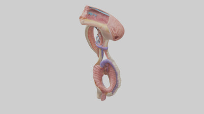 3D model Human Esophageal Structure Model VR / AR / low-poly