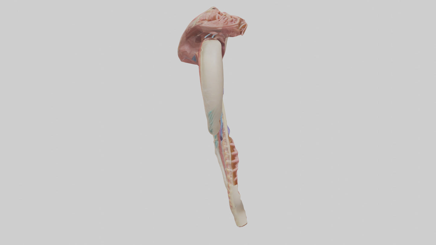 3D model Human Esophageal Structure Model VR / AR / low-poly